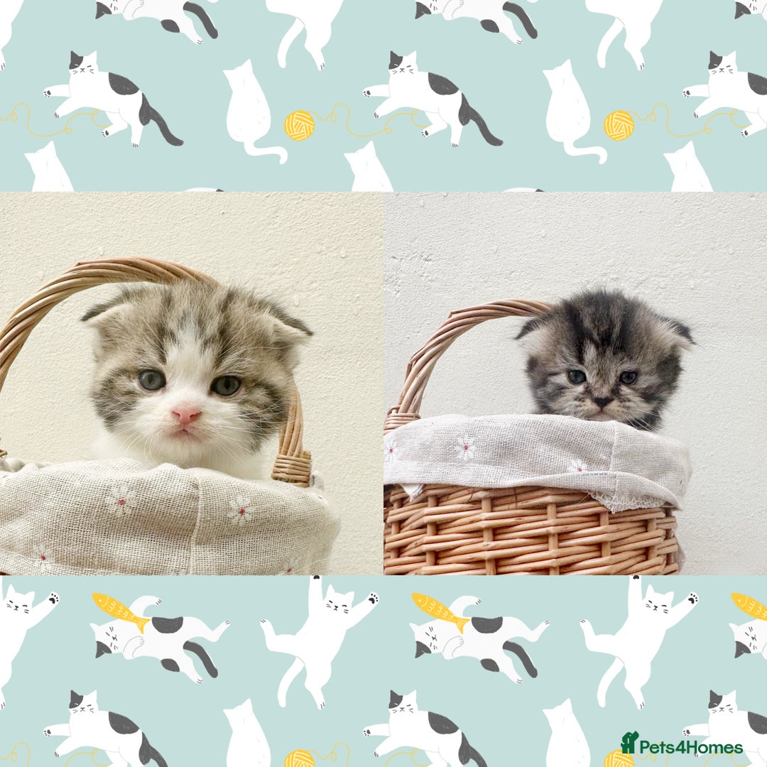 Scottish Fold cats for sale: Beautiful Baby Bears 🐻🤎🧸 High Quality Folds - Image 2