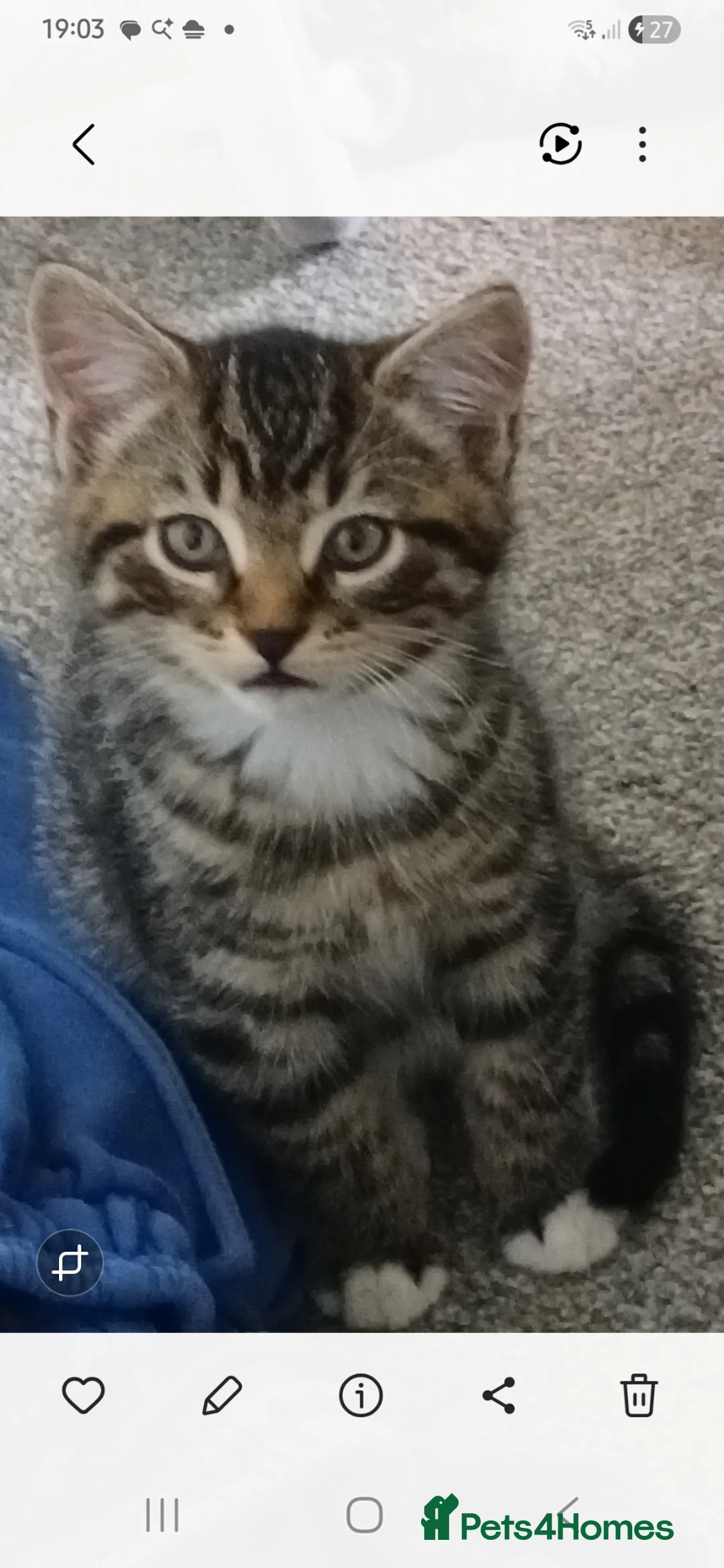 Mixed Breed cats for sale: kittens in Hitchin - Advert 11