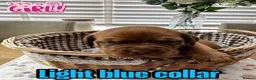 Dogue De Bordeaux dogs for sale: Beautiful KC Registered Dogue de Bordeaux Puppies - Advert 14