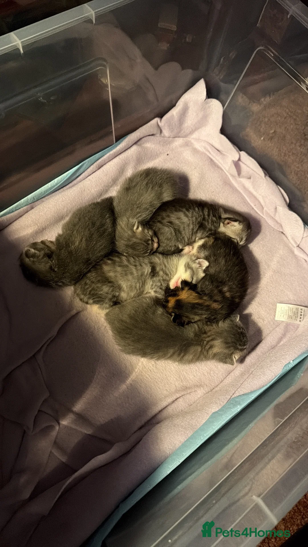 Mixed Breed cats for sale: 6 beautiful kittens  in Loughborough - Advert 23