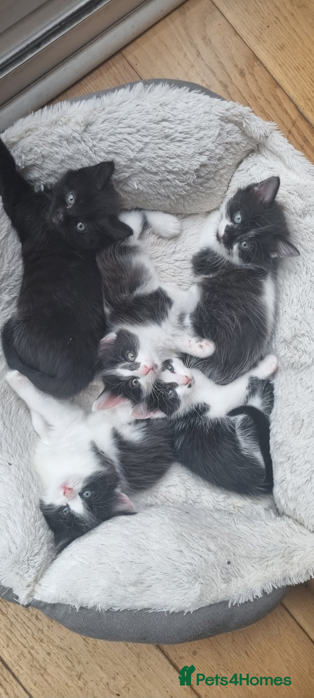 Domestic Shorthair cats for sale: 3 Perfect Black and White Girls Kittens - Image 7