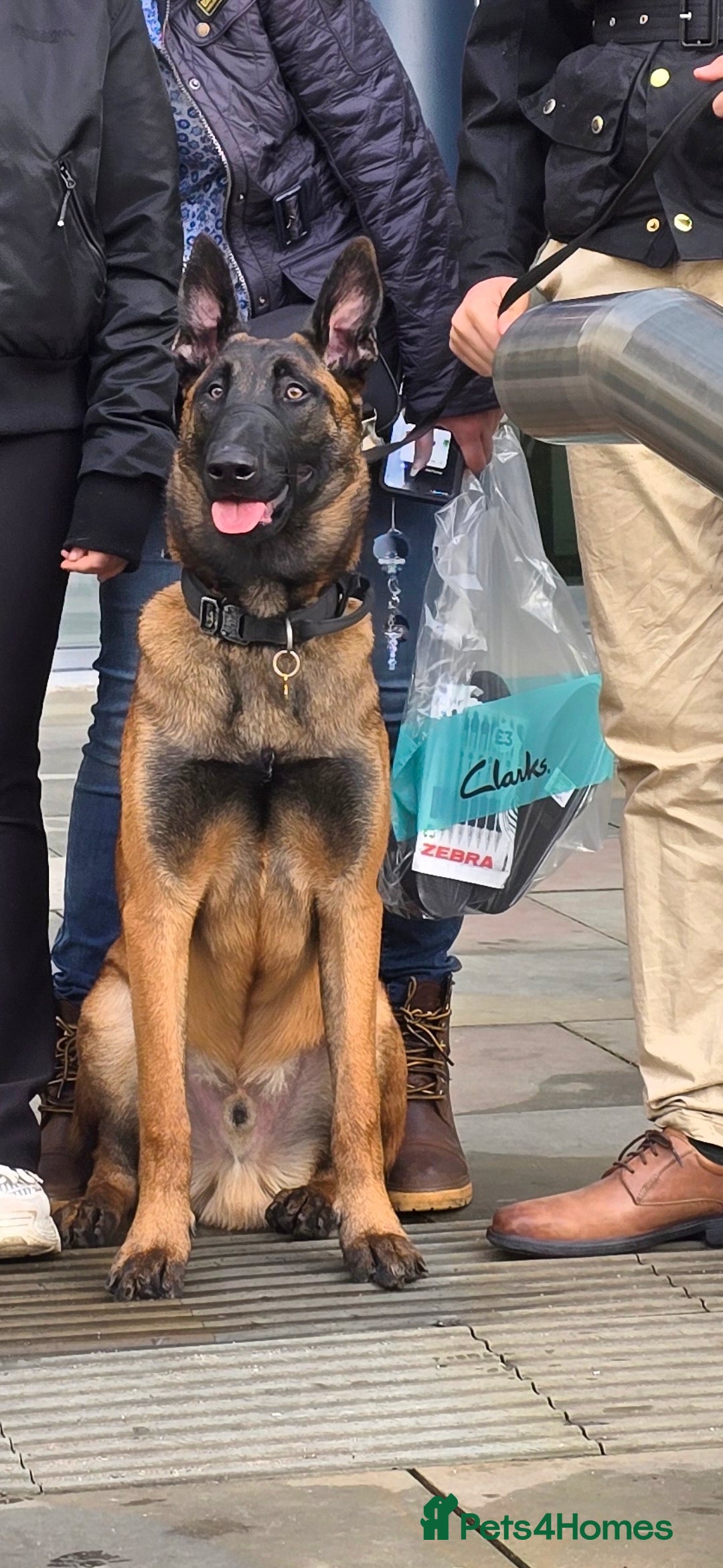 Belgian Shepherd Dog dogs 8 months old male Belgian Malinois - Advert 13