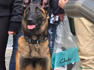 Belgian Shepherd Dog dogs 8 months old male Belgian Malinois - Advert 13