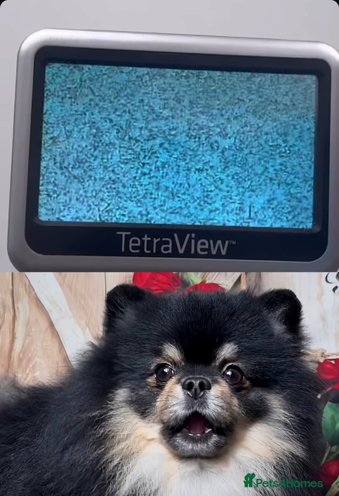 Pomeranian dogs for stud: Gorgeous Teddy bear tri coloured stud - Advert 4