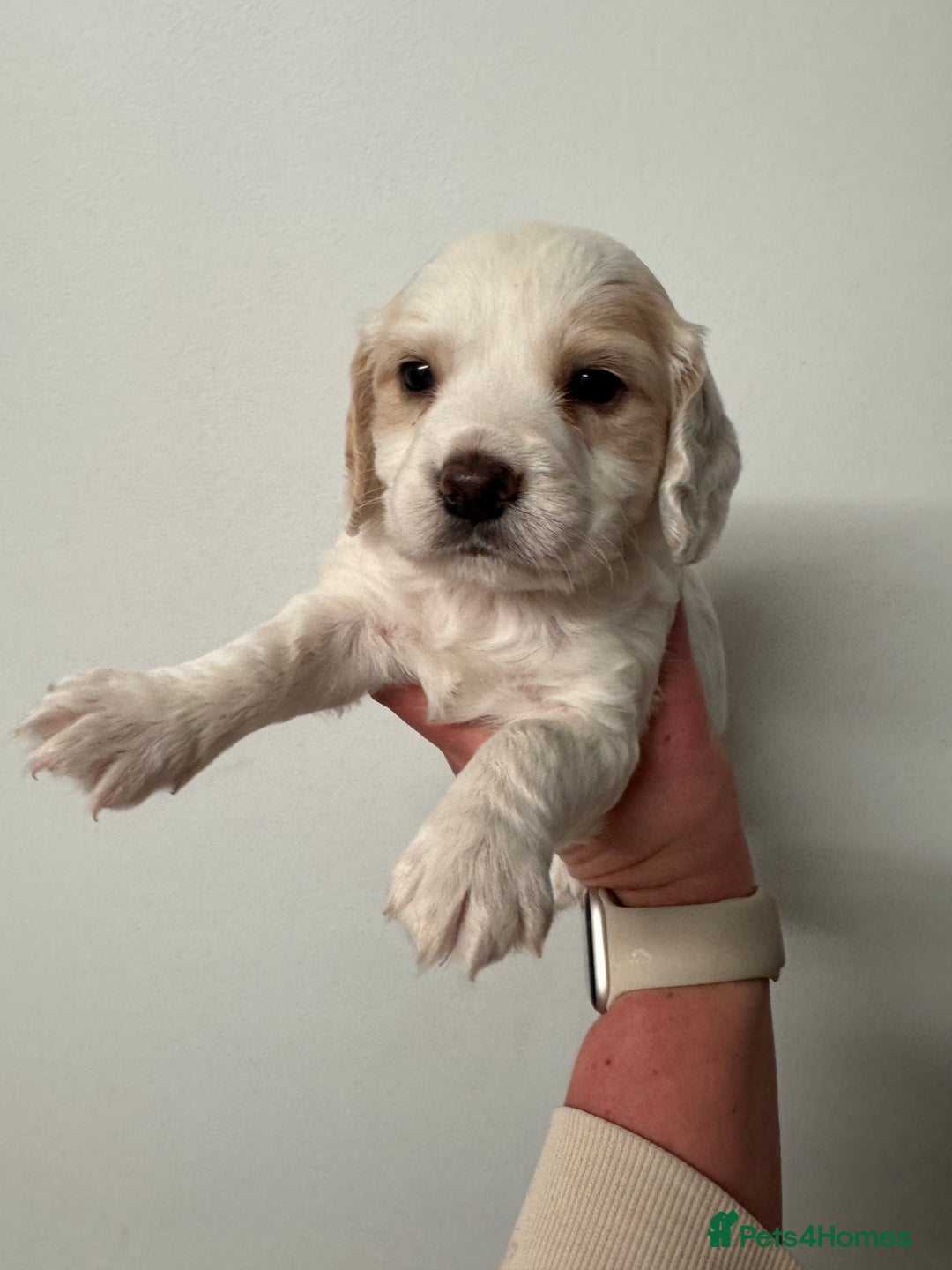 Sprocker dogs for sale: Sprocker spaniel puppies  - Advert 7