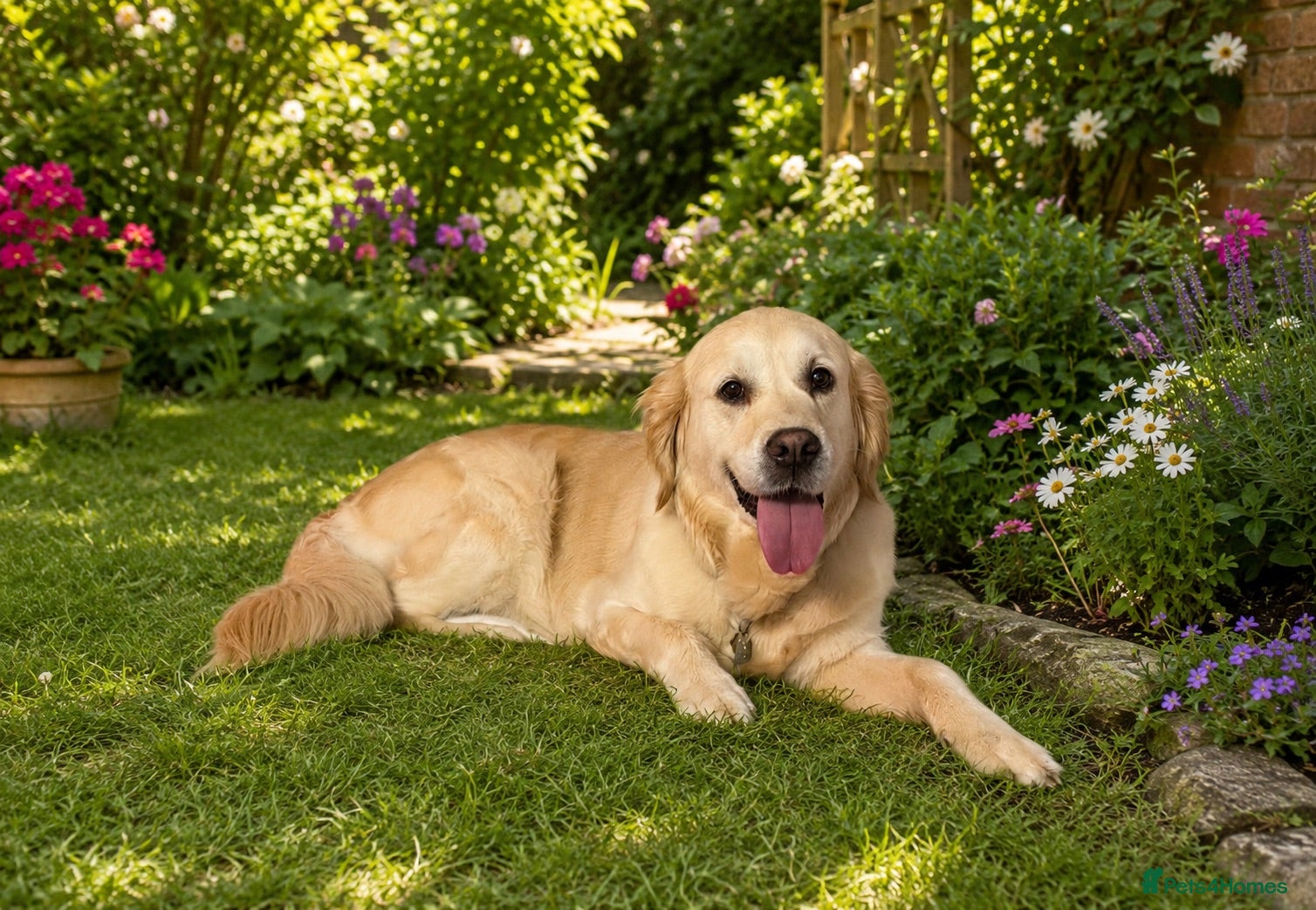 Golden Retriever dogs Royal kennel club Golden Retriever puppies - Advert 2