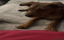 Mixed Breed dogs for adoption: Chase for adoption - Image 3