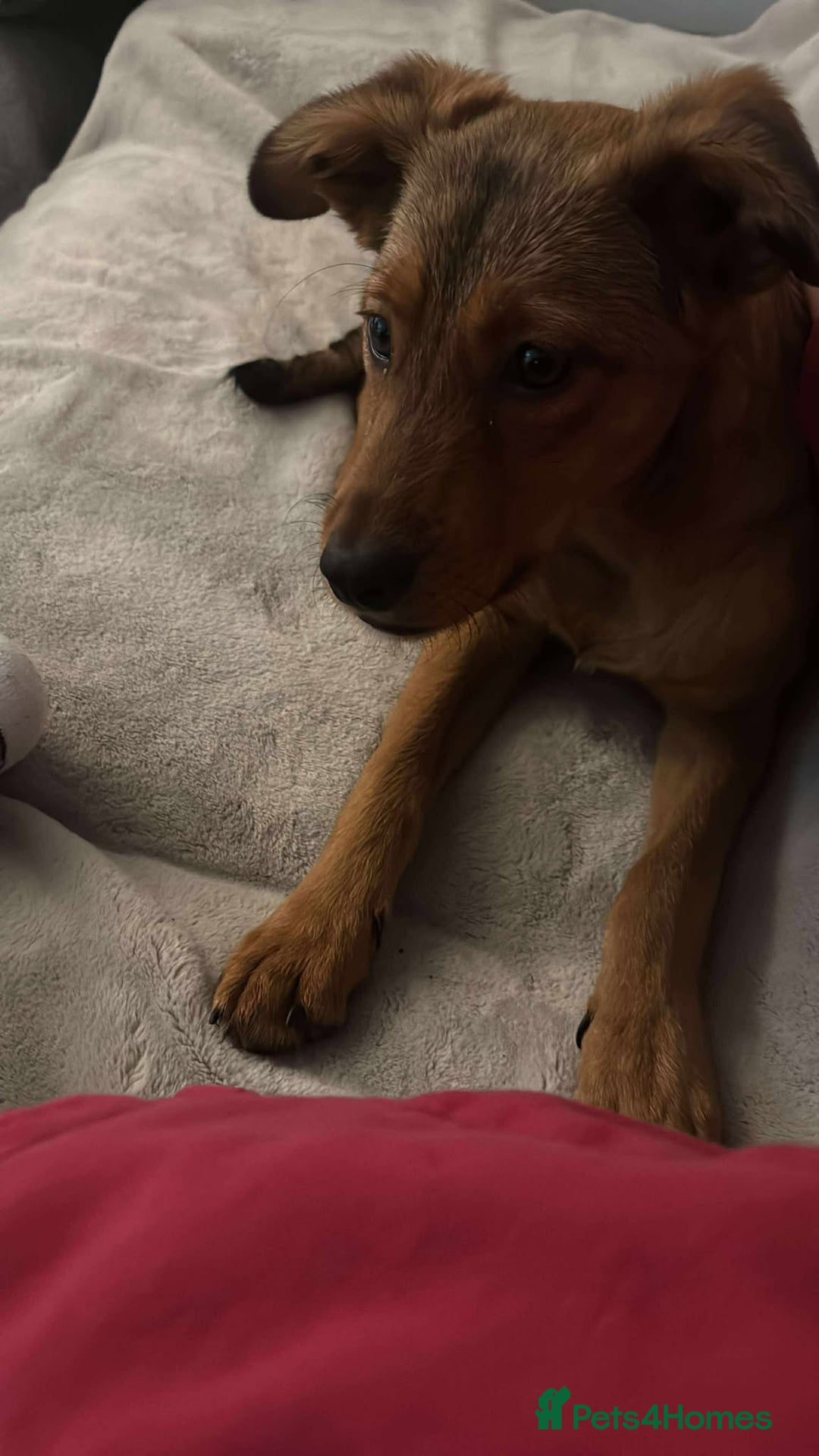 Mixed Breed dogs for adoption: Chase for adoption - Image 3