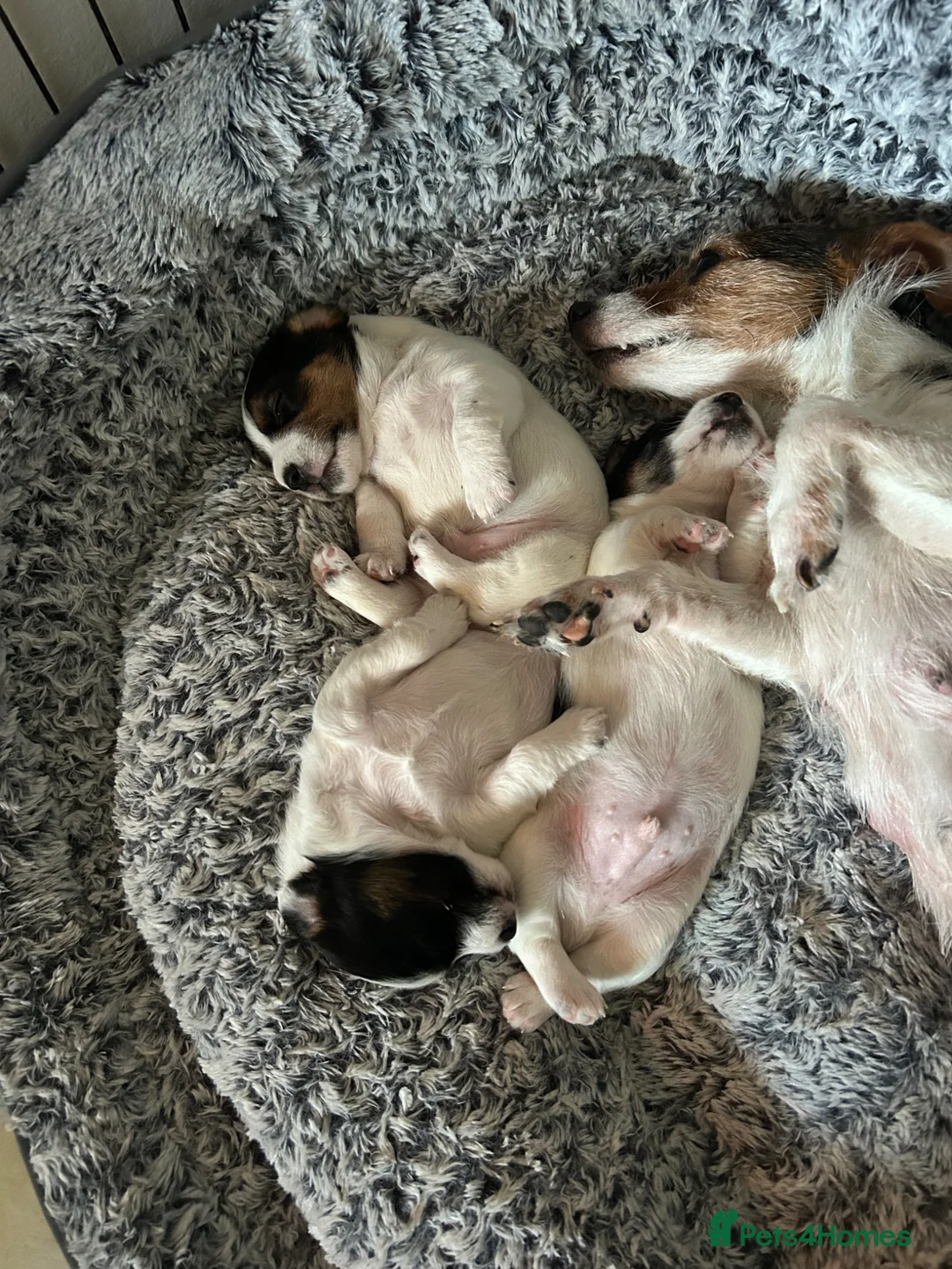 Jack Russell dogs for sale: Jack Russell  - Advert 7