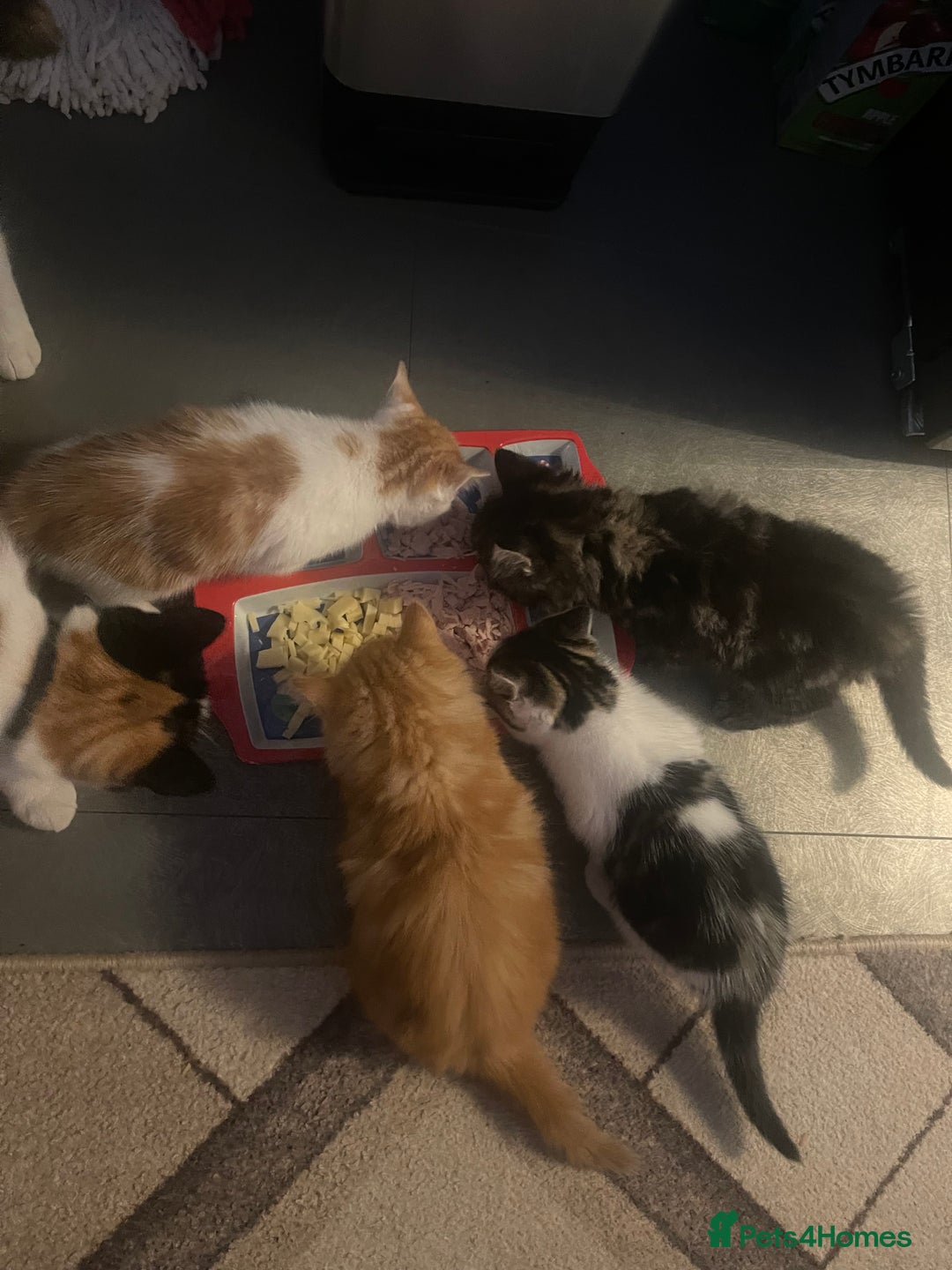 Mixed Breed cats for sale: Looking for forever home - Image 18