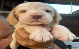 Beagle dogs for sale:  stunning kc reg pups ready midjuly july - Image 28