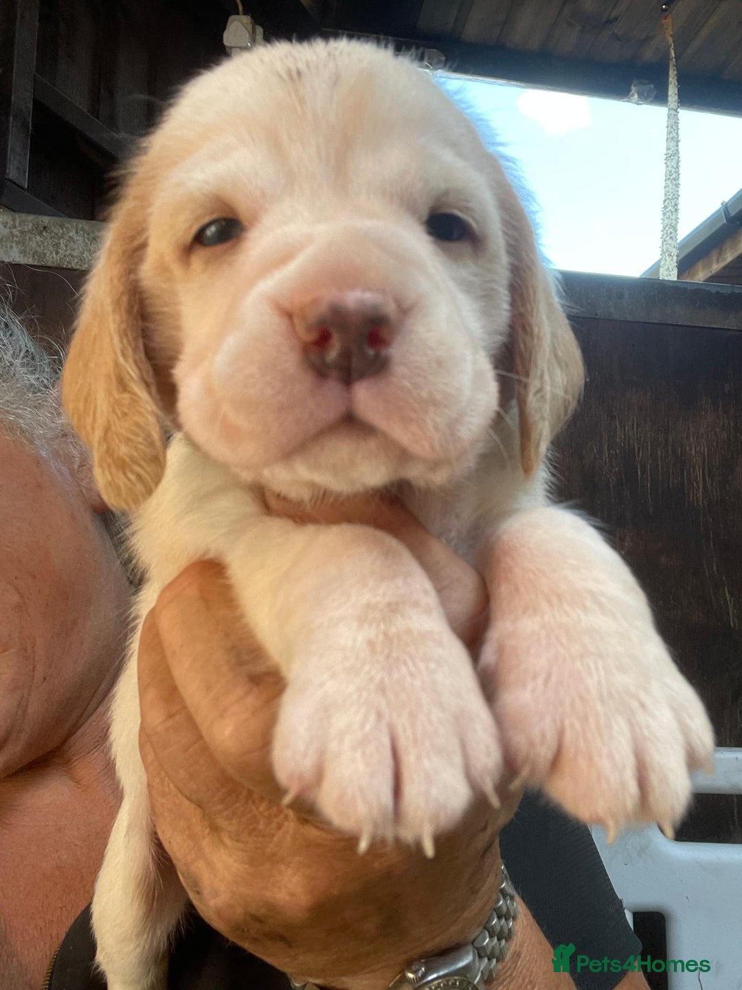 Beagle dogs for sale:  stunning kc reg pups ready midjuly july - Image 28
