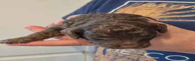 Cockapoo 3