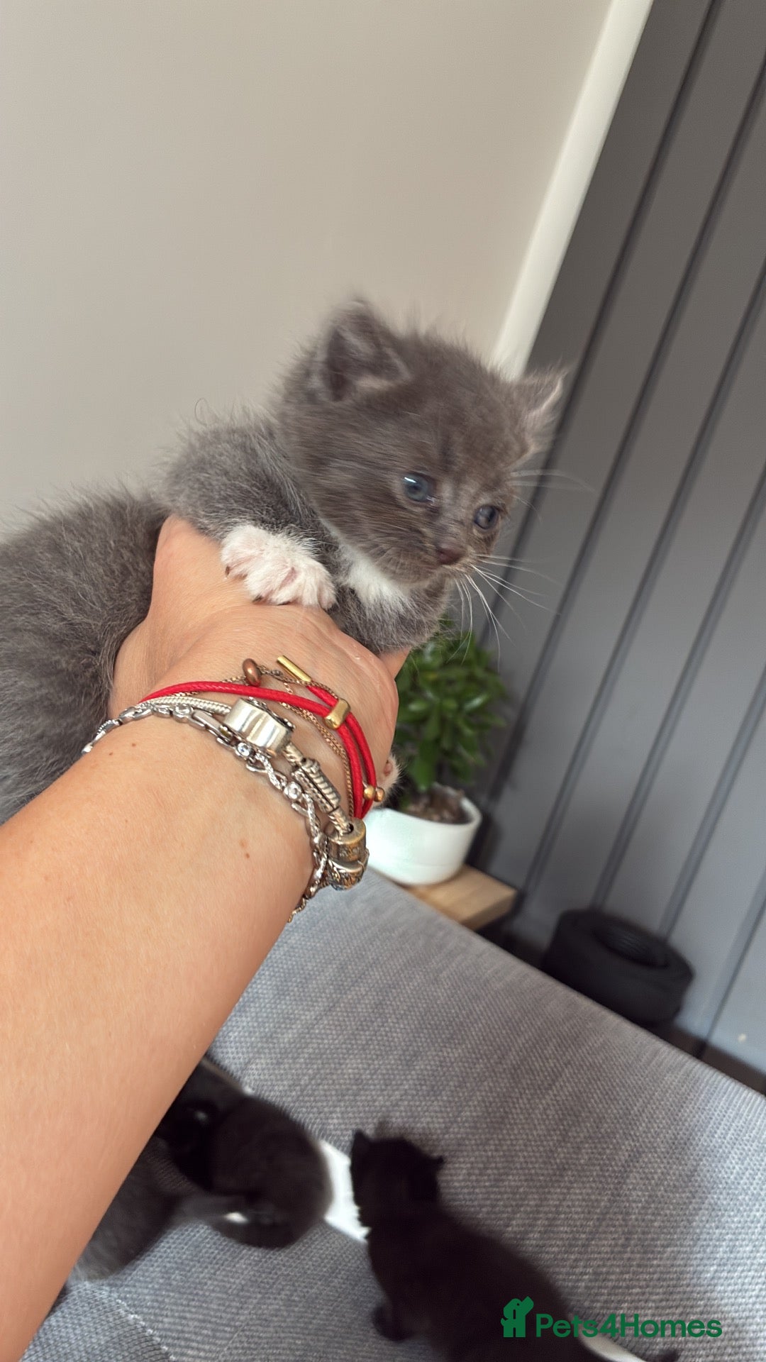 Mixed Breed cats 5 beautiful kittens  - Advert 1