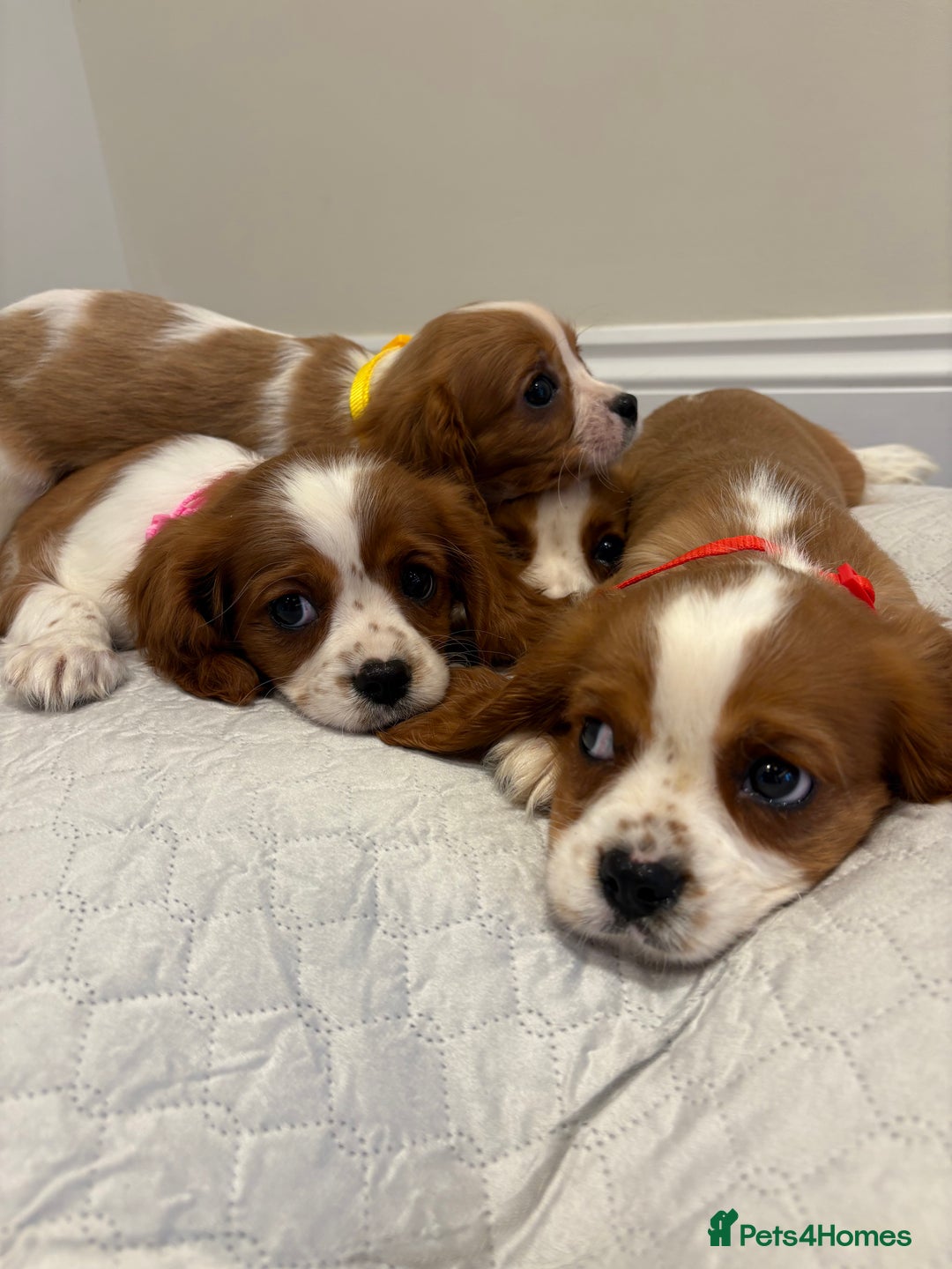 Cavalier King Charles Spaniel dogs for sale: Extensively health tested parent cavalier puppy’s  - Image 6