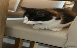 Mixed Breed cats for sale: 4 Loving Cats Seeking Forever Homes - Image 10