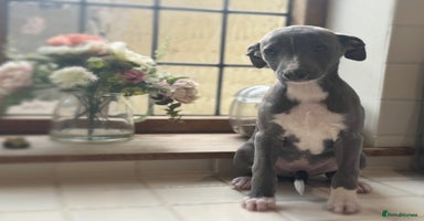 Whippet dogs - Advert 3
