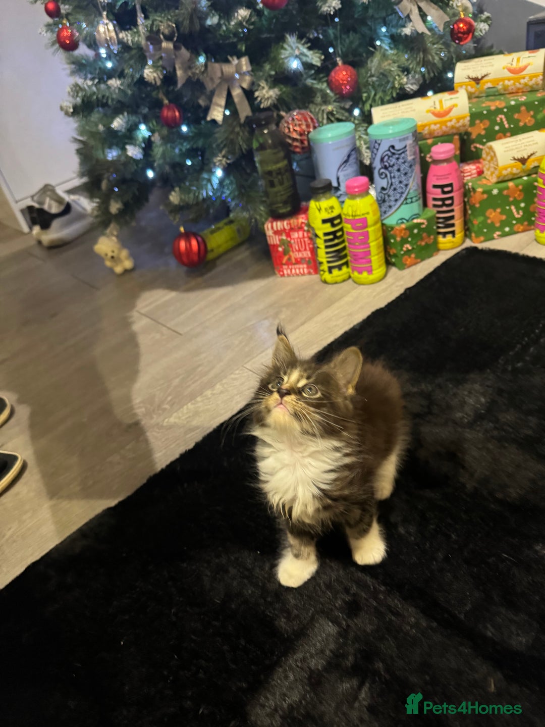 Maine Coon cats for sale: Full Maine Coon for sale - Advert 31