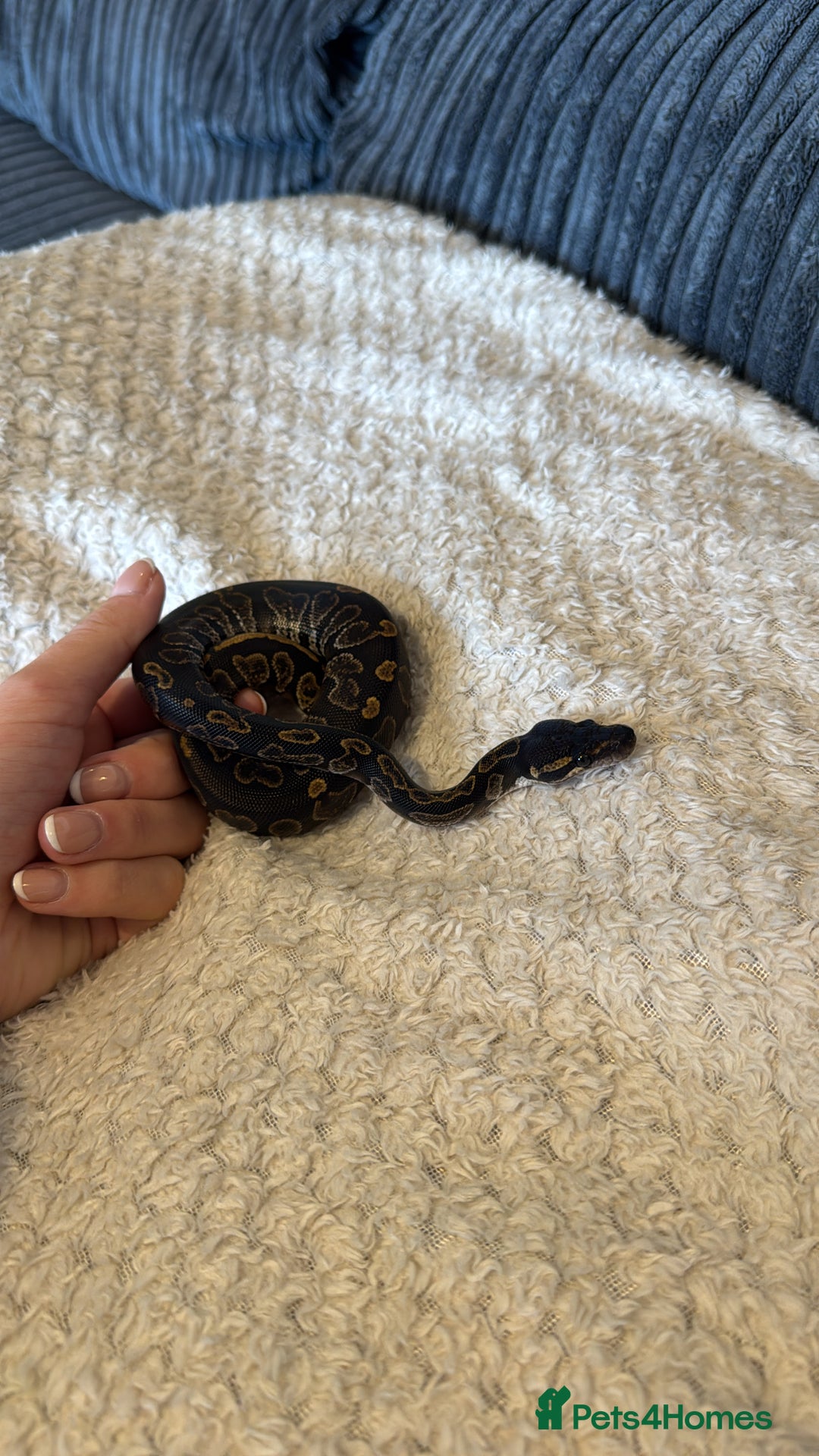 Python Snake reptiles for sale: Ball python snake - Advert 4