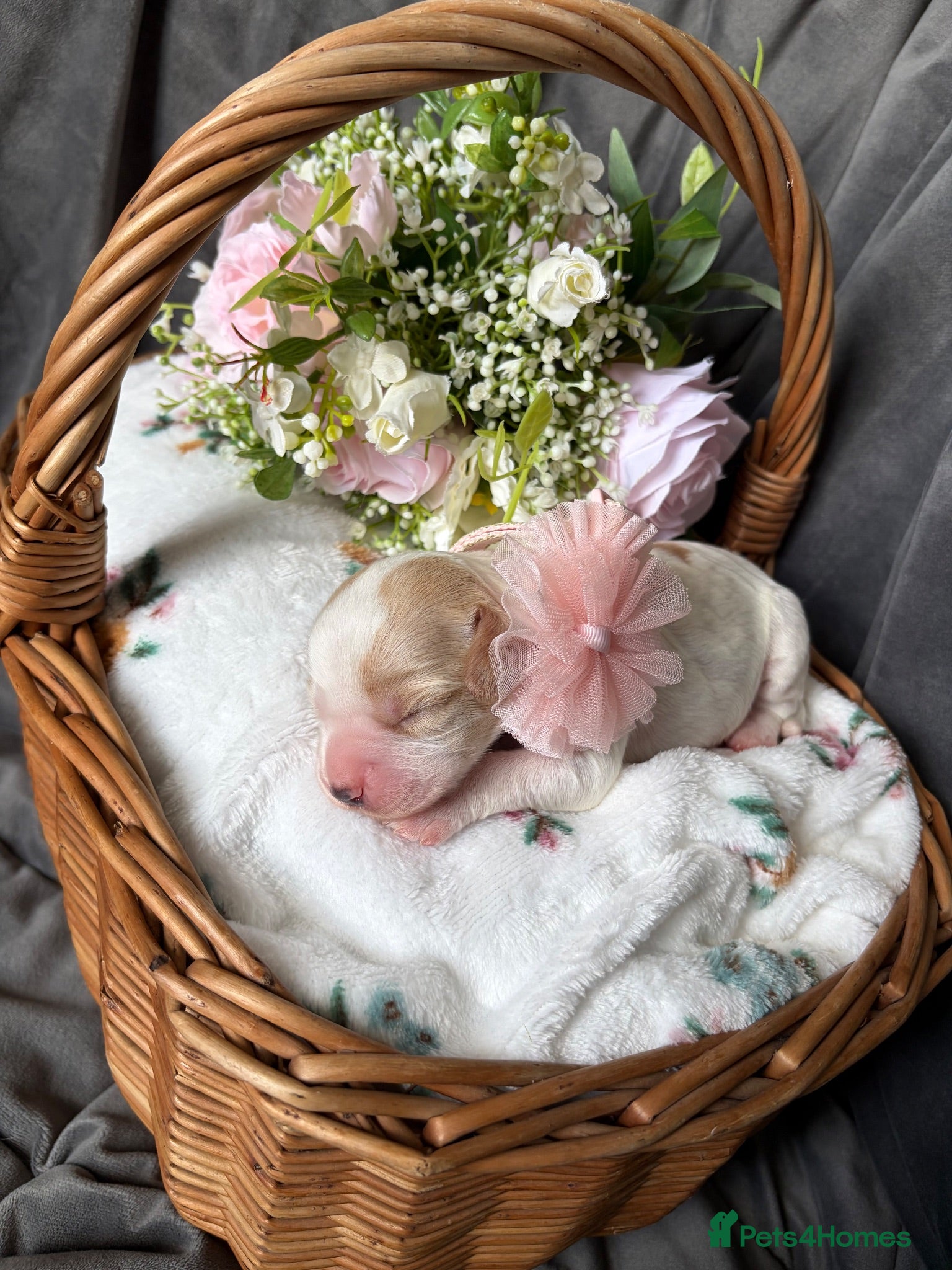 Cocker Spaniel dogs ✨🐾 EXQUISITE WORKING COCKER SPANIEL PUPPIES 🐾✨ - Advert 2