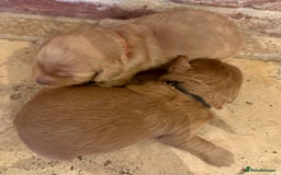 Cockapoo dogs for sale: F1 cockapoos  - Image 6