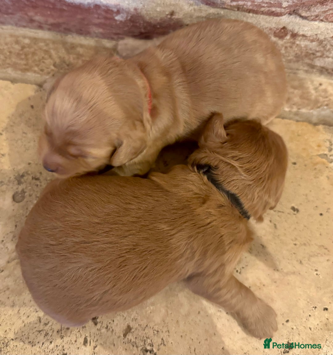 Cockapoo dogs for sale: F1 cockapoos  - Image 6