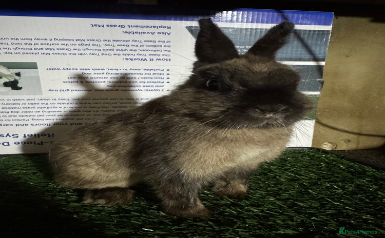 Netherland Dwarf rabbits Pure breed Netherlands Dwarf  - Advert 8