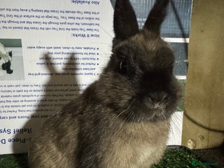 Netherland Dwarf rabbits Pure breed Netherlands Dwarf - Advert 3