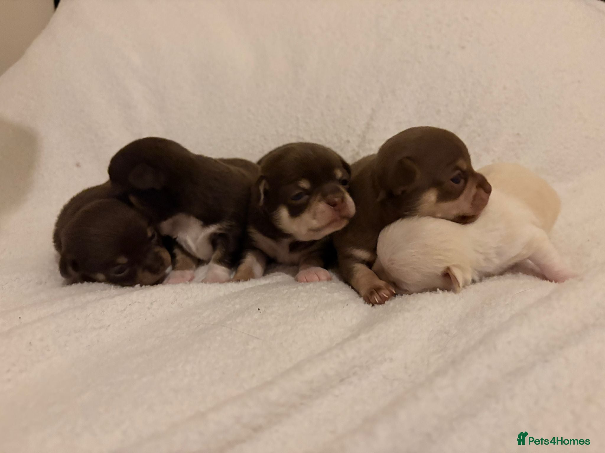 Chihuahua dogs Apple head Chihuahua puppies for sale!! 🐕 - Advert 1