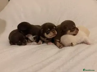Chihuahua dogs Apple head Chihuahua puppies for sale!! 🐕 - Advert 11