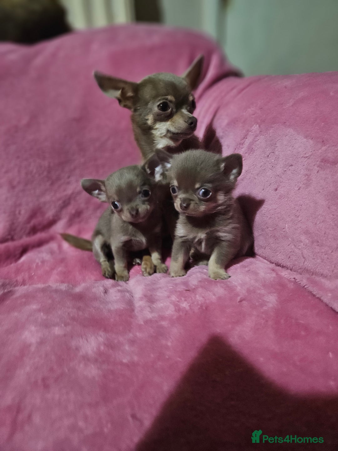Chihuahua dogs for sale: TINY KC REG Lilac Chihuahua puppies - Advert 6