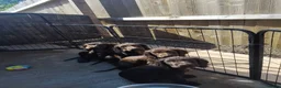 Cocker Spaniel dogs for sale: Cocker spaniel pups - Advert 1