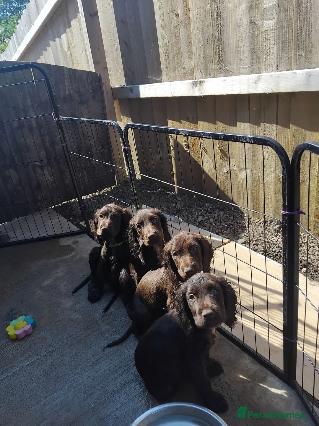 Cocker Spaniel dogs for sale: Cocker spaniel pups - Advert 1