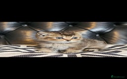 British Shorthair cats for sale: Stunning last British shorthair kitten  - Image 2
