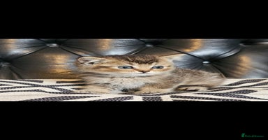 British Shorthair cats - Advert 15