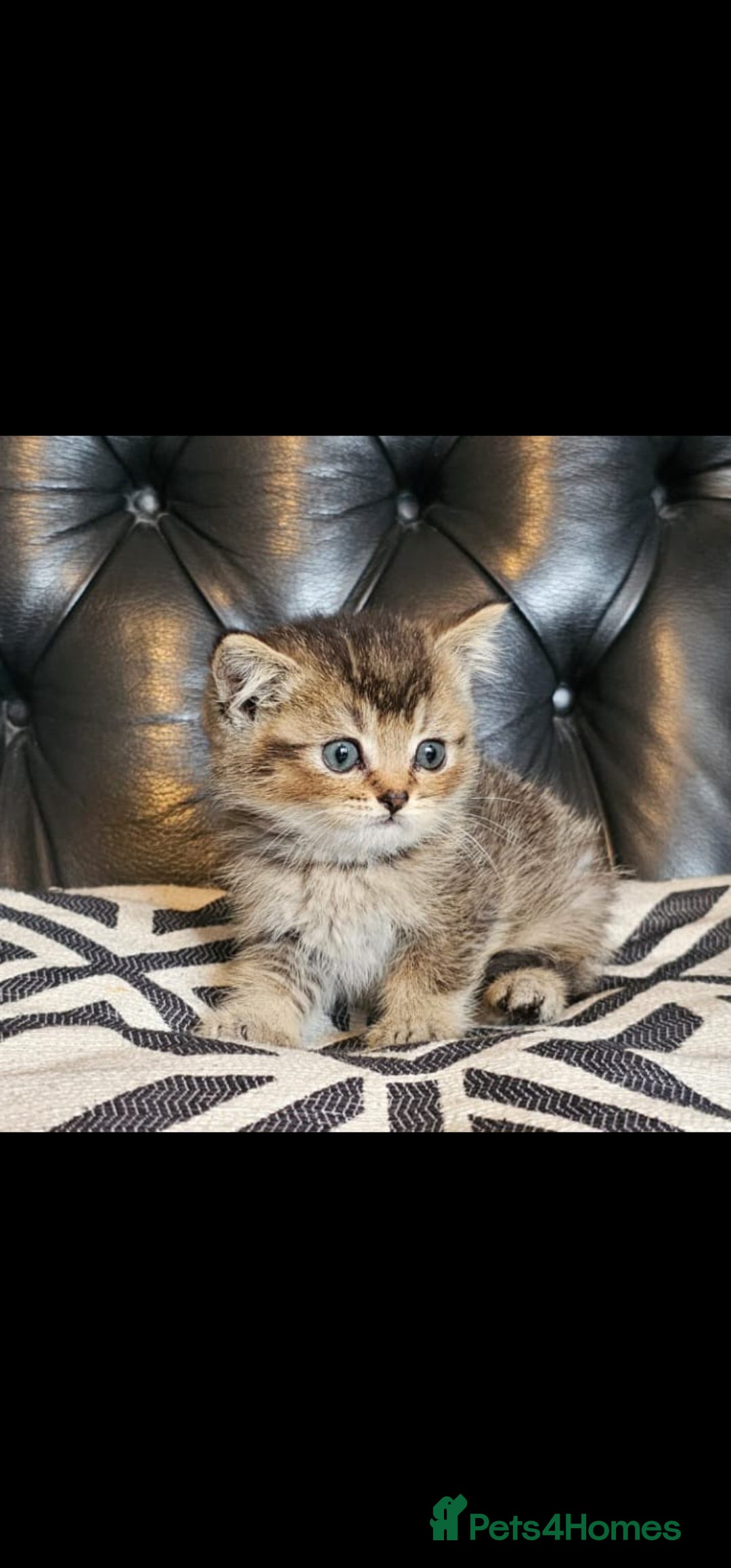 British Shorthair cats for sale: Stunning last British shorthair kitten  - Image 2
