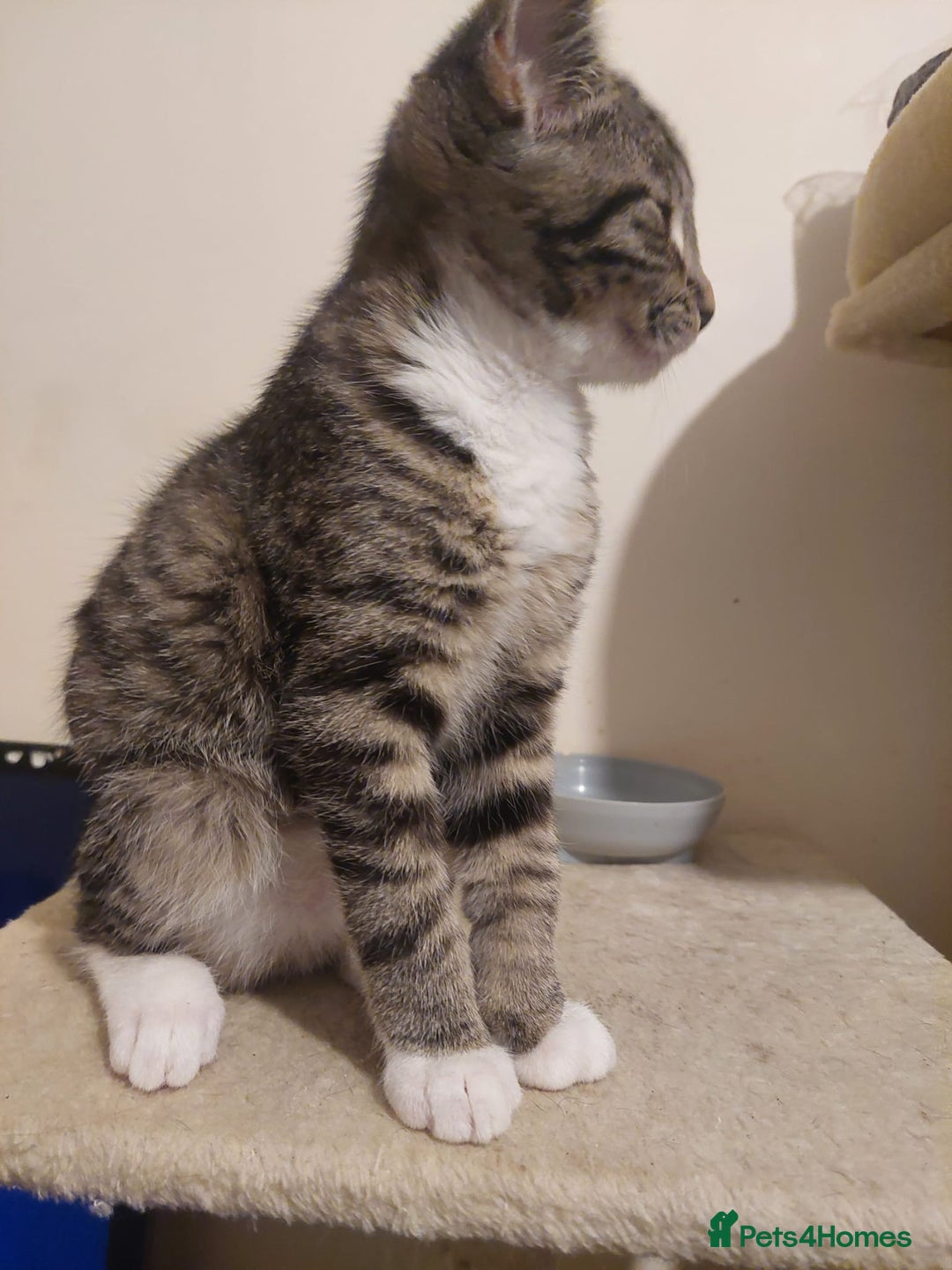 Mixed Breed cats for sale: 5 kittens for sale 13 weeks old ready to go  - Advert 3