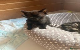 Mixed Breed cats for sale: Kittens for sale  - Image 5