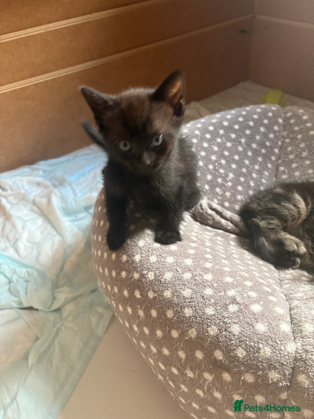 Mixed Breed cats for sale: Kittens for sale  - Image 5