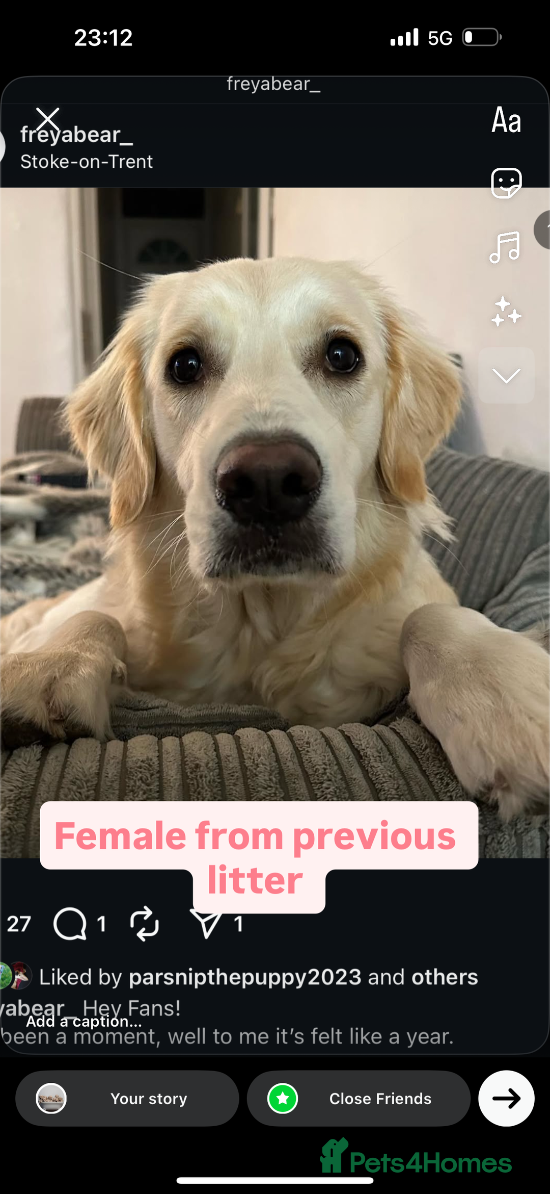 Golden Retriever dogs for sale: Golden retriever X goldador puppies - Image 8