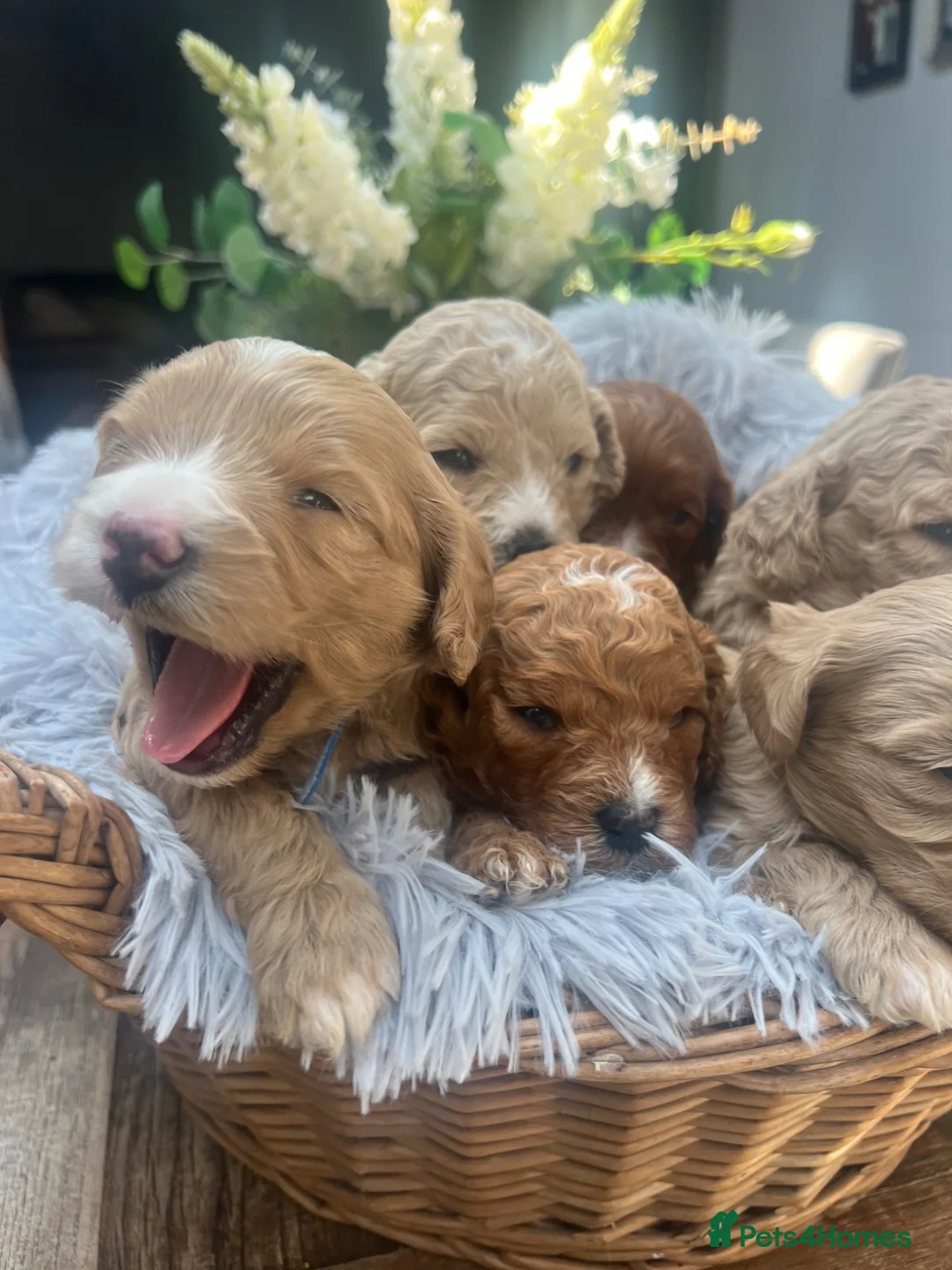 Cavapoochon dogs for sale: CAVAPOOCHON READY TO RESERVE  - Advert 1