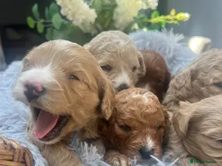 Cavapoochon dogs CAVAPOOCHON READY TO RESERVE - Advert 9