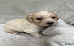 Mixed Breed dogs for sale: Adorable Cockerchons Fluffy, Low-Shed Wonders! - Image 13