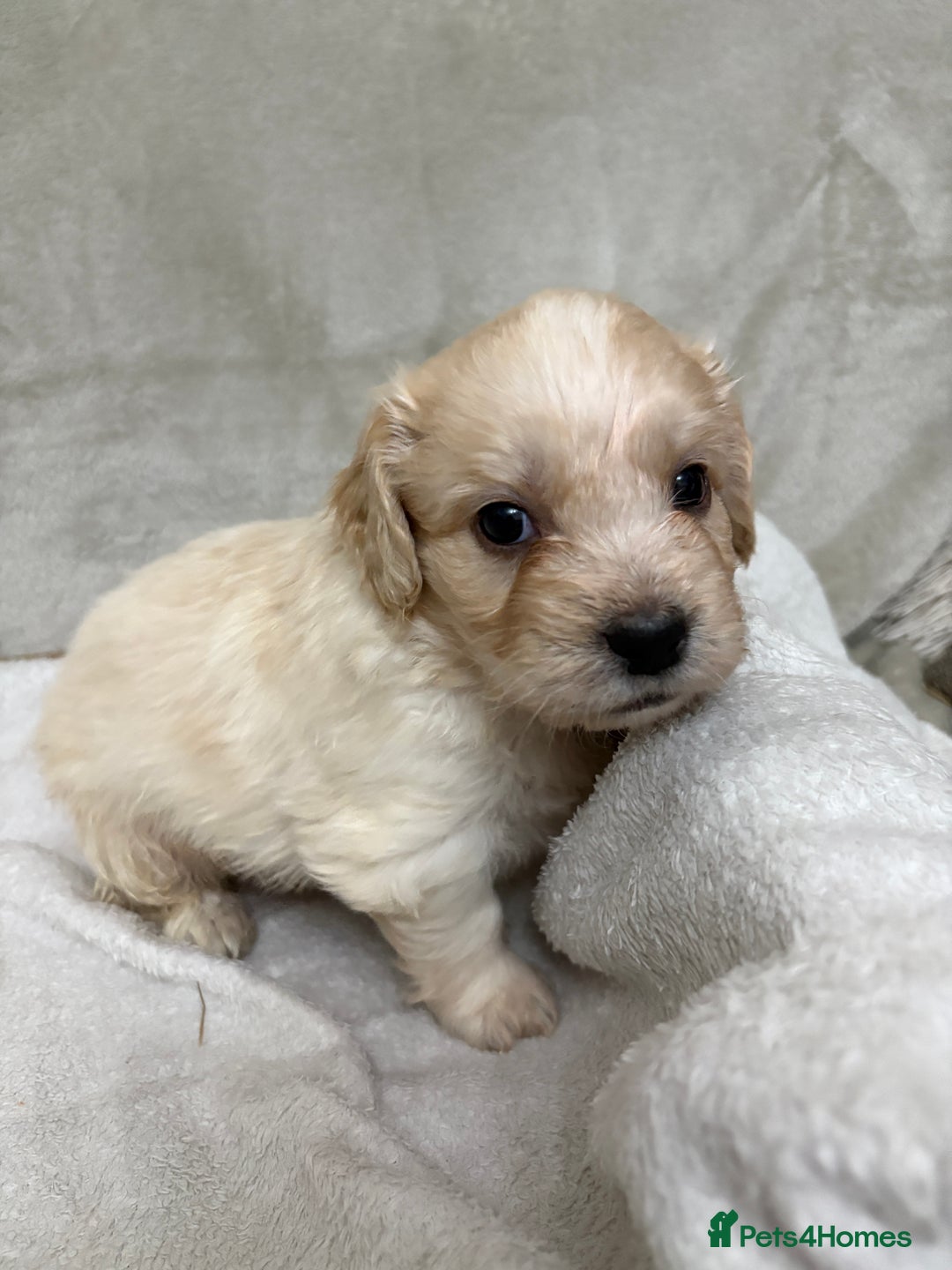 Mixed Breed dogs for sale: Adorable Cockerchons Fluffy, Low-Shed Wonders! - Image 13