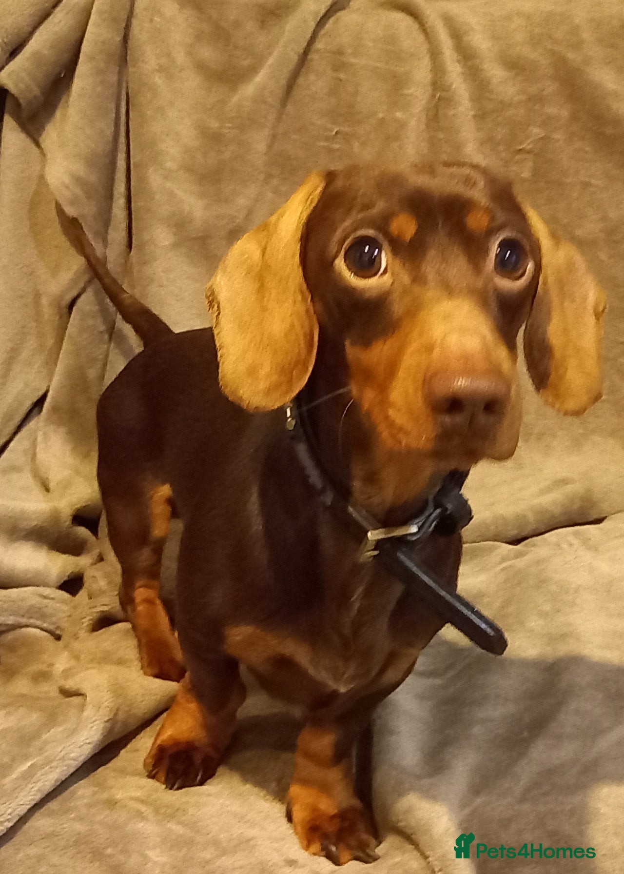 Miniature Dachshund dogs Young Buddy boy looking for a new home . - Advert 1