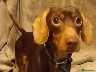 Miniature Dachshund dogs Young Buddy boy looking for a new home . - Advert 1