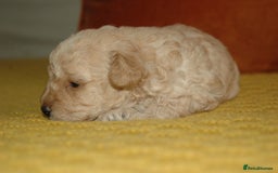 Toy Poodle dogs for sale: Toy Poodle  - Image 10