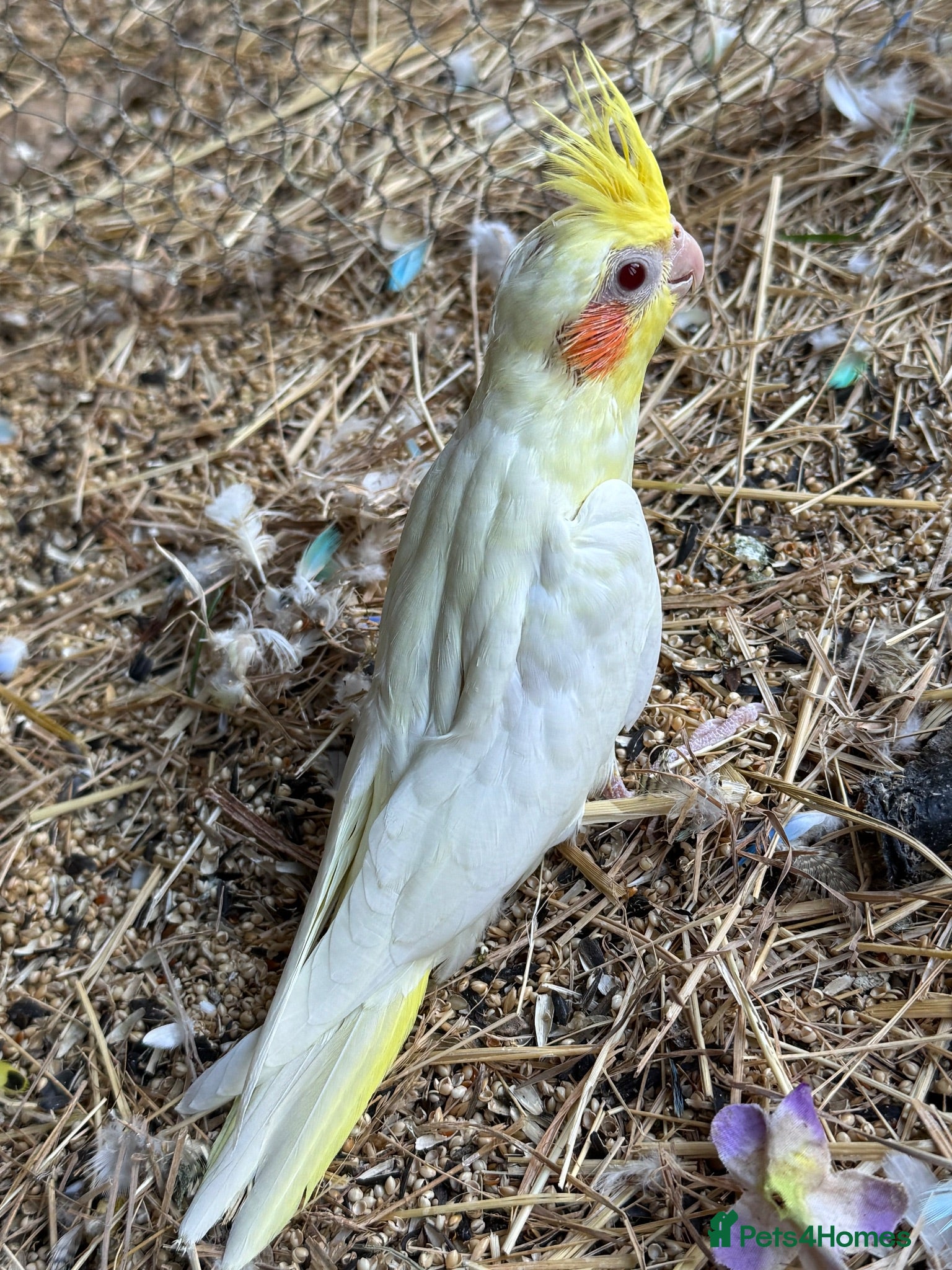 Cockatiels birds Cockateils  - Advert 1