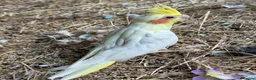 Cockatiels birds for sale: Cockateils  in Leicester - Advert 1