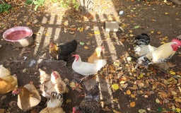 Chickens poultry for sale: Mixed flock of chickens - Image 1